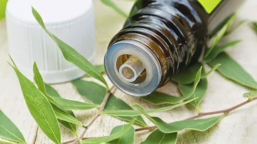 етеричното масло от чаено дърво е натурално средство за премахване на брадавици