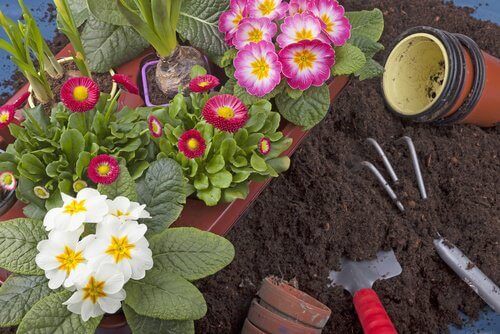 Използвайте водородния пероксид за цветята в дома си.