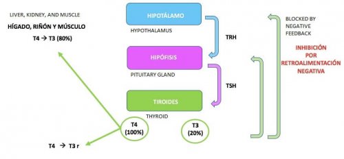 Какво представлява хипотиреоидизмът: хипоталамус, хипофиза и щитовидна жлеза