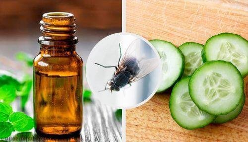 Прогонете мухите с тези 7 натурални репелента