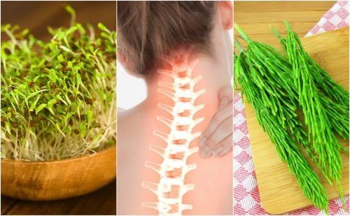 7 лечебни растения, които подобряват здравето на костите