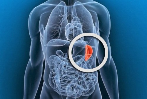 далак и лимфната система