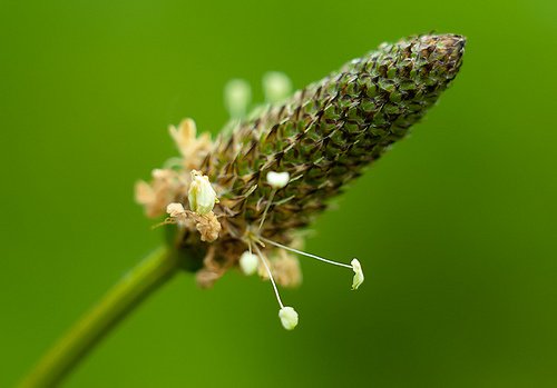 синдрома на раздразненото черво се лекува с живовляк