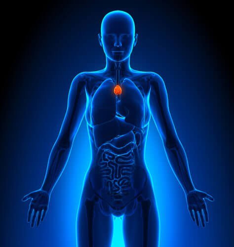 тимус и лимфната система