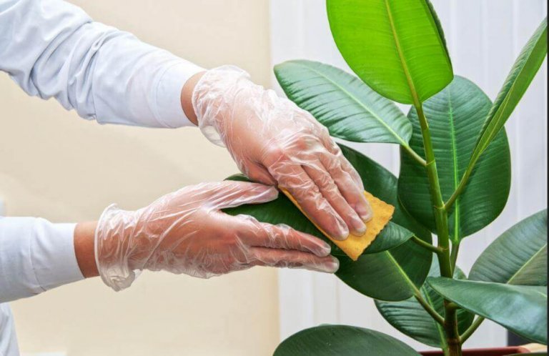 Как да почиствате листата на стайните растения