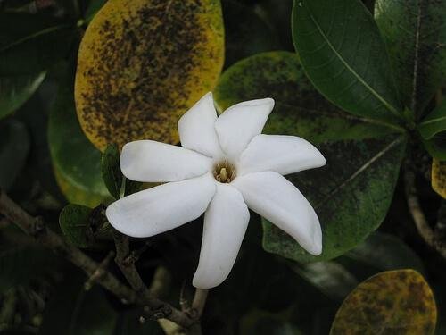 маслото от моной е отличен начин да ароматизирате косата