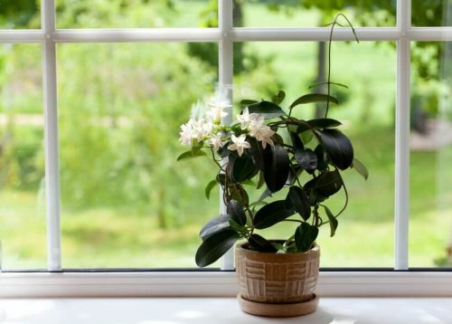 растенията в спалнята пречистват въздуха