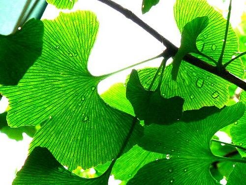 чай от гинко билоба при глухота и проблеми със слуха