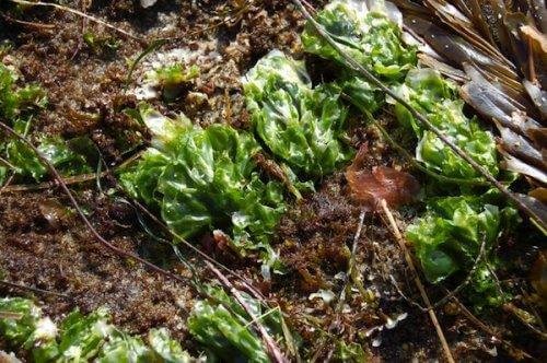 натурален компост от водорасли
