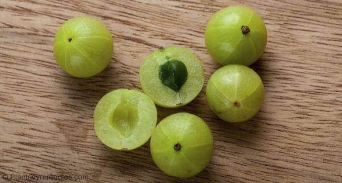 Цариградско грозде: 5 зърна на маса