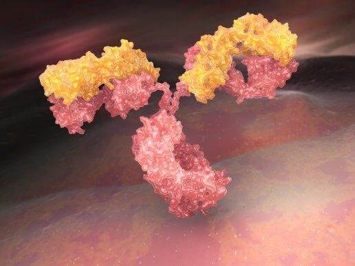 Какво представляват антителата?