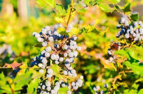 Орегонското грозде е сред натуралните средства за локално лечение на псориазиса.