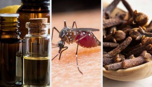 9 аромата за борба с комарите