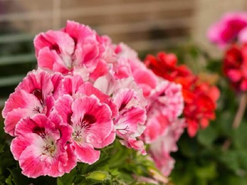 Здравец срещу гингивит