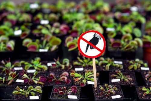 Седем опасни растения, които не трябва да имате у дома