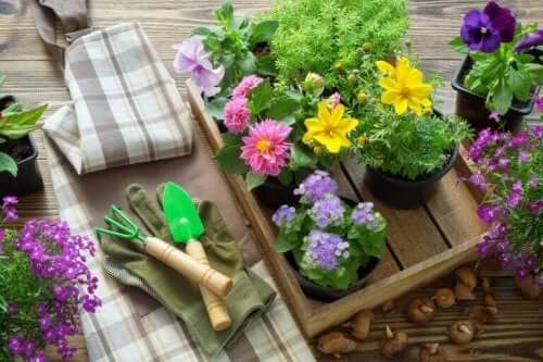 Пресаждането на растенията: снимка на дървена щайга с цветя и градински инструменти
