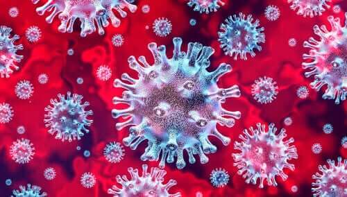 Кучешкият коронавирус: снимка на коронавируса