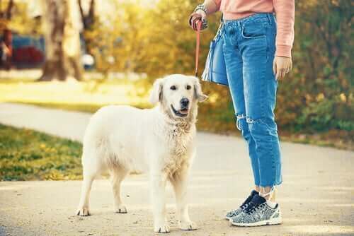 Кризата с COVID-19: куче и неговия собственик на разходка