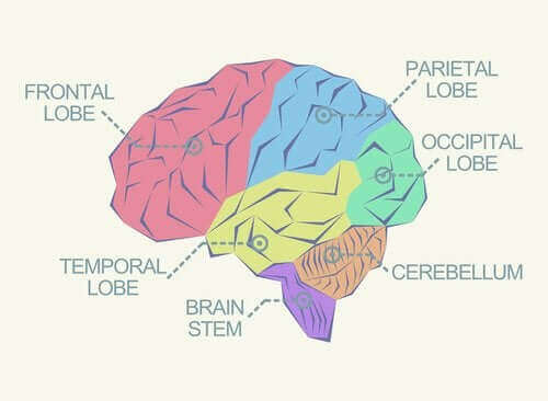 Кои са отделните лобове на мозъка?