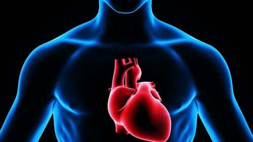 Интракардиалните инжекции: схема на човешко сърце