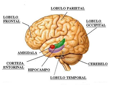 Схема на отделните лобове на мозъка
