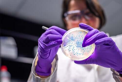 Вирусите и бактериите: лаборантка изследва бактериална култура