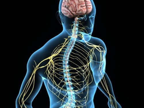 Шийните гръбначномозъчни нерви са част от соматичната нервна система.