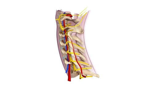 Научете всичко за шийните гръбначномозъчни нерви