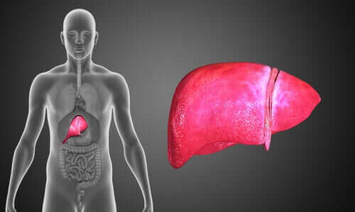 Жлъчна атрезия: човешко тяло и черен дроб