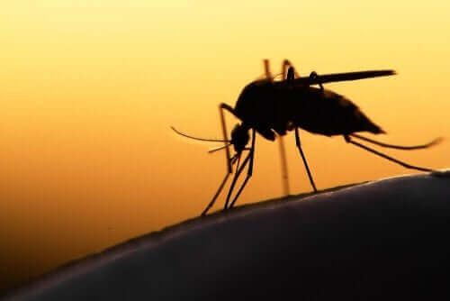 Лекарства за коронавирус: снимка на комар