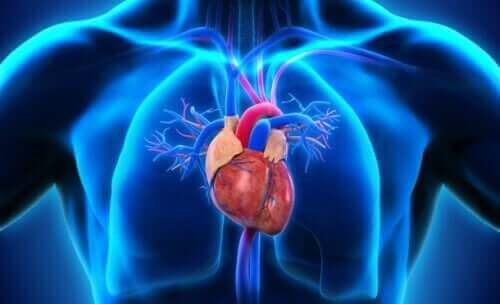Дисекцията на аортата: сърце на човек