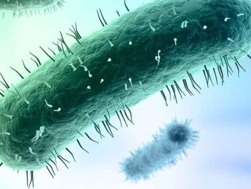 Бактериите от семейството на микоплазмите се предават по полов път.