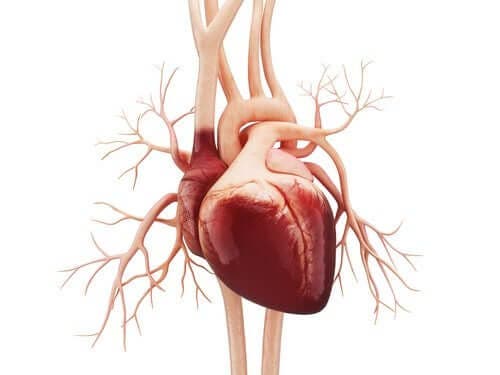 Рисунка на човешко сърце