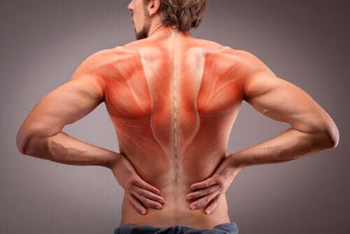 Анатомията на гръбначните мускули