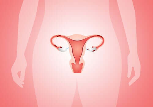 Женска репродуктивна система