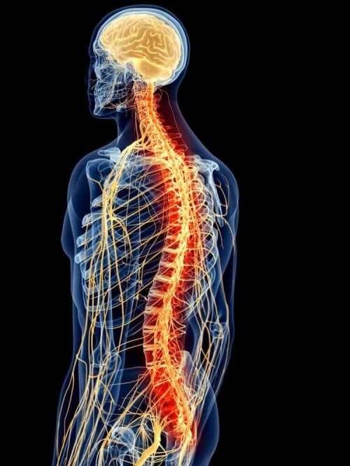 Анатомията на гръбначните мускули: схема на средни гръбначни мускули