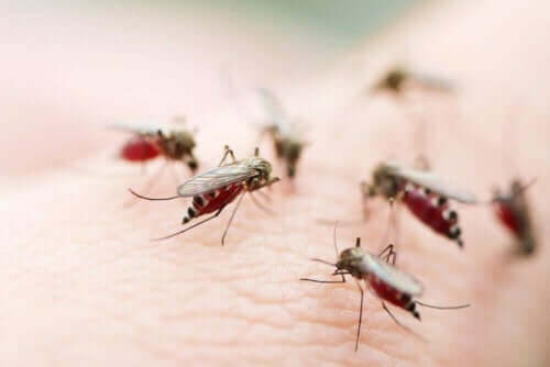 Комарите пренасят различни заболявания на пътешественика.