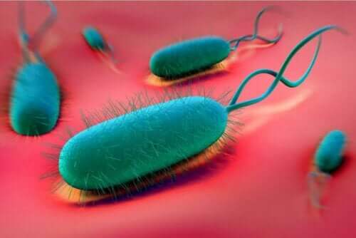 Бактерията H. Pylori е сред основните причинители на язва на стомаха.