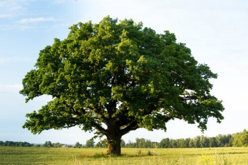 Дъбовата дървесина: характеристики и основни приложения