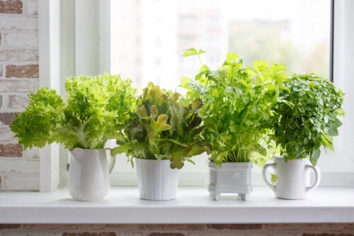 11 ароматни растения, които да отглеждате в дома си