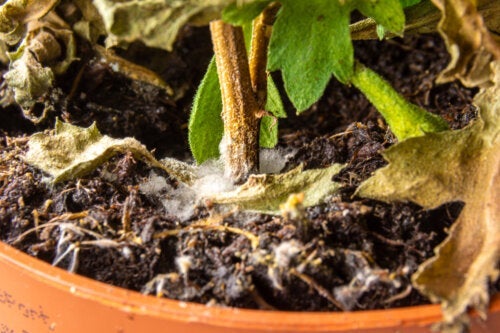 Как да премахнете бялата плесен в почвата от растенията