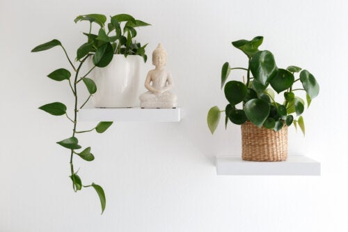 13 стайни висящи растения, които да украсят дома ви