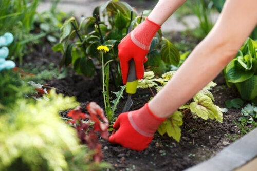 Инструменти за премахване на плевелите във вашата градина