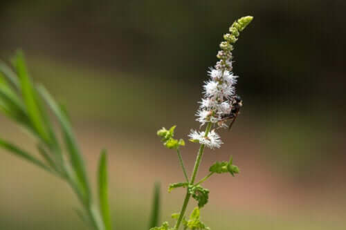 Черен кохош: Характеристики, употреби и предпазни мерки