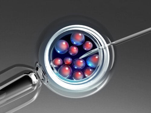 Ембриотрансфер: как и защо се извършва?