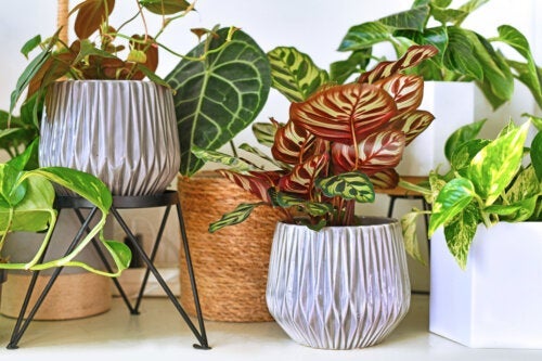 7 стайни тропически растения, които ще украсят дома ви