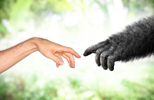 Гуа, шимпанзето, което израсна като човешко бебе