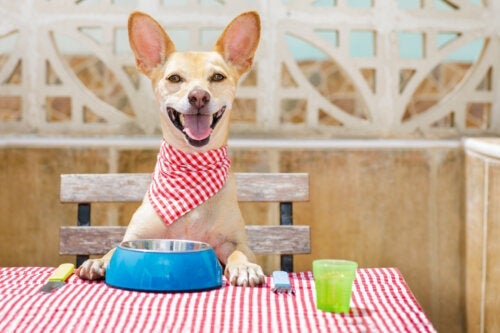 Почиствате ли достатъчно купата за храна на вашето куче?