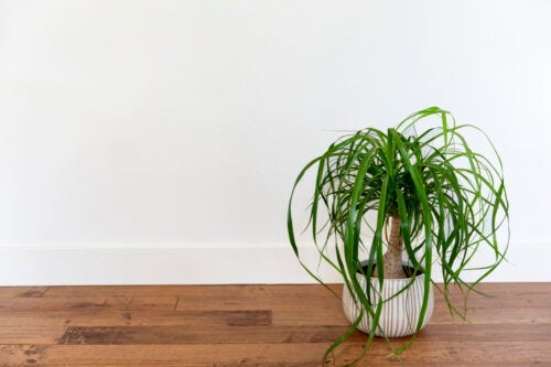 6 сукулентни растения, с които да украсите дома си