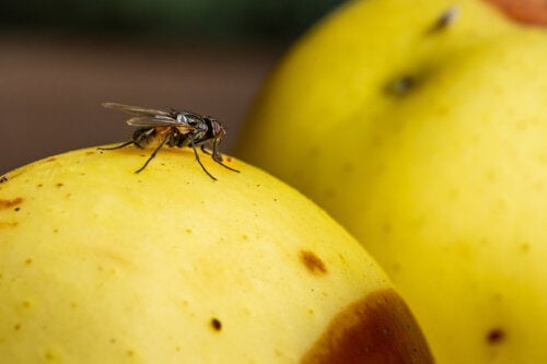 7 съвета за елиминиране на плодовите мушици